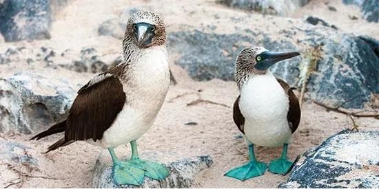 post: Wildlife of the Galápagos Islands From $7,299 | 5 nights