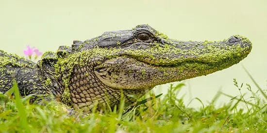 pre: Lafayette & Cajun Country From $1,599 | 3 nights