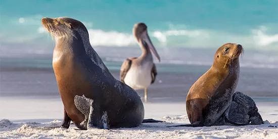 post: Wildlife of the Galápagos Islands From $7,499 | 5 nights
